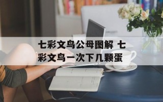 七彩文鸟公母图解 七彩文鸟一次下几颗蛋