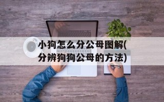 小狗怎么分公母图解(分辨狗狗公母的方法)