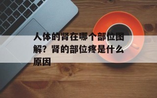 人体的肾在哪个部位图解？肾的部位疼是什么原因