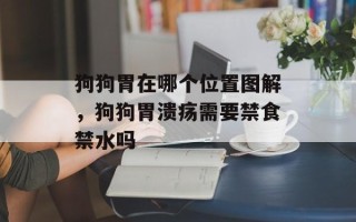狗狗胃在哪个位置图解，狗狗胃溃疡需要禁食禁水吗