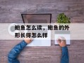 鲍鱼怎么读，鲍鱼的外形长得怎么样