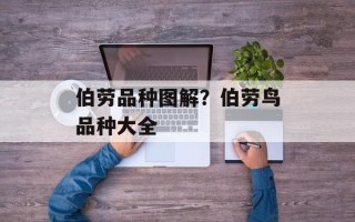 伯劳品种图解？伯劳鸟品种大全
