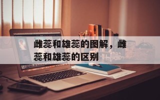 雌蕊和雄蕊的图解，雌蕊和雄蕊的区别