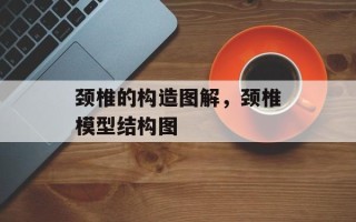 颈椎的构造图解，颈椎模型结构图