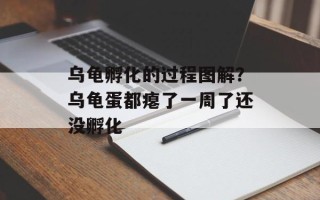 乌龟孵化的过程图解？乌龟蛋都瘪了一周了还没孵化