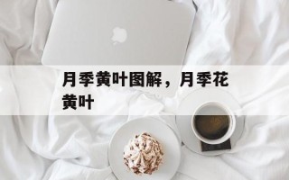 月季黄叶图解，月季花黄叶