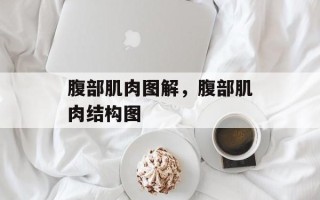 腹部肌肉图解，腹部肌肉结构图