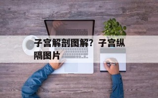 子宫解剖图解？子宫纵隔图片