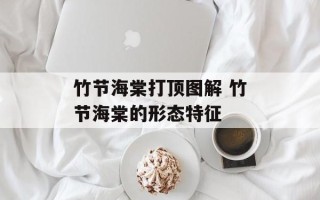 竹节海棠打顶图解 竹节海棠的形态特征