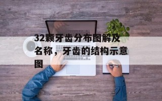 32颗牙齿分布图解及名称，牙齿的结构示意图