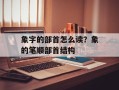 象字的部首怎么读？象的笔顺部首结构