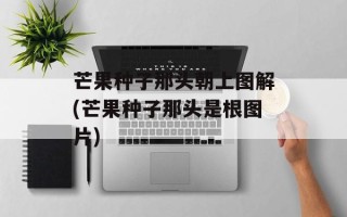 芒果种子那头朝上图解(芒果种子那头是根图片)