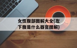 女性腹部图解大全(左下腹是什么器官图解)