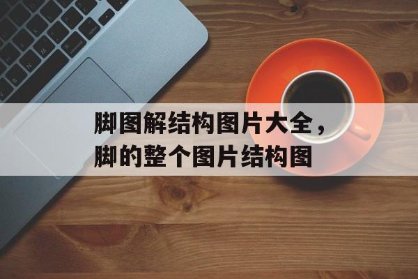 脚图解结构图片大全，脚的整个图片结构图-第1张图片-