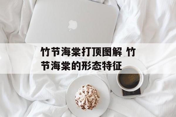 竹节海棠打顶图解 竹节海棠的形态特征-第1张图片-