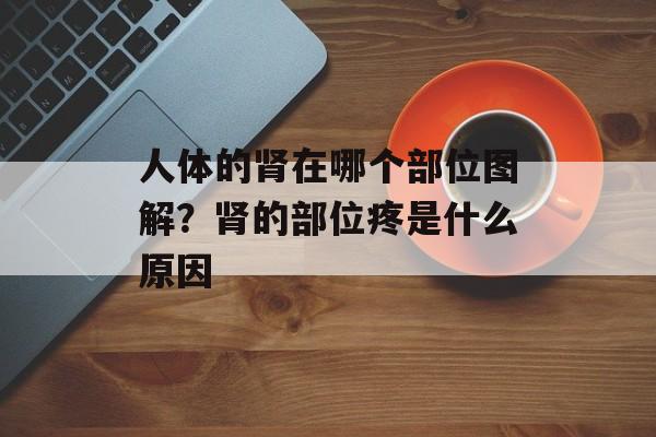 人体的肾在哪个部位图解？肾的部位疼是什么原因-第1张图片-